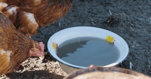 chicken drink water from a bowl