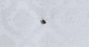 big fly horsefly crawling on white background. Closeup video 4k