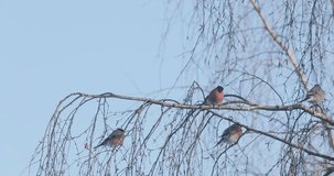 birds on tree branches in spring