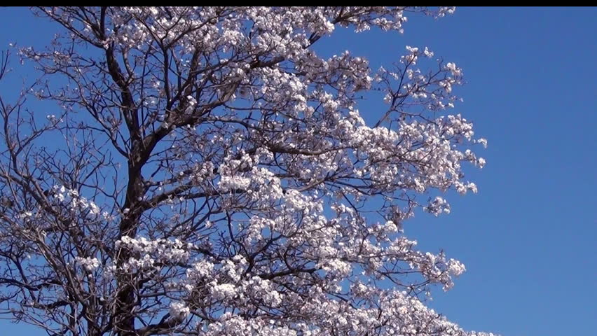 Tabebuia Roseo-alba, Known as White Stock Footage Video (100% Royalty