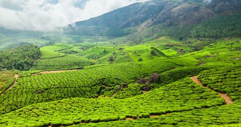 4k Timelapse Green Tea Plantations Munnar Stock Footage Video (100% ...