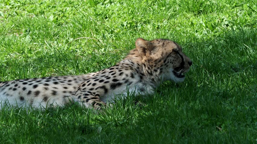 Cheetah at rest. Cheetah portrait (Acinonyx jubatus). 