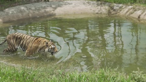 The tiger enters the swamp. The tiger floats in the water. Tigress rests in the water.