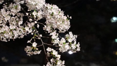 cherry blossom in the night sky