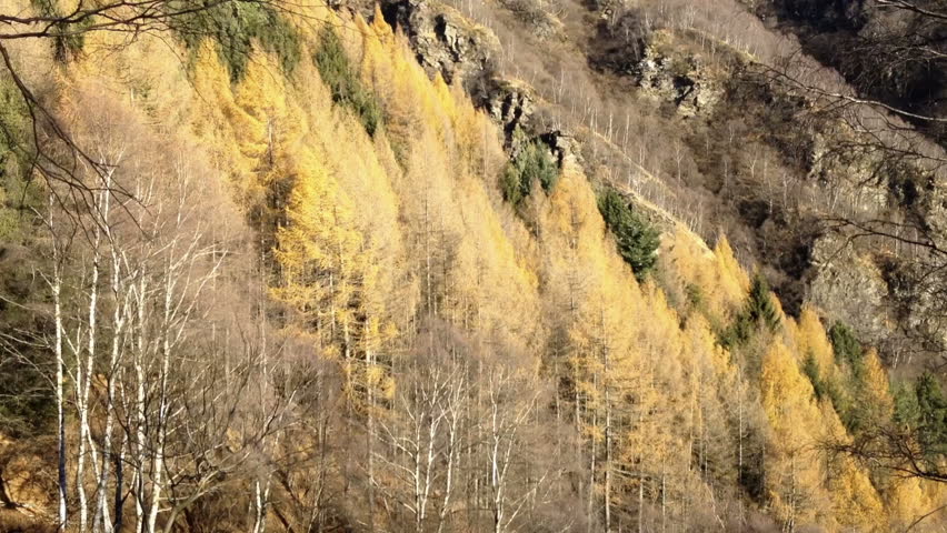 On a sunny autumn day the yellowed larches sway in the wind.