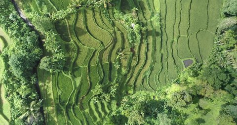 Aerial view of rice terrace. Flight over of Jatiluwih rice field - October 2017: Bali, Indonesia