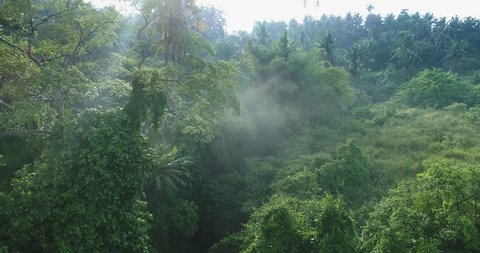 Aerial view of foggy rainforest. Flight over of jungle
