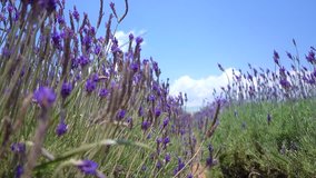 Beautiful lavender flower field and bee. Stock step motion video clip of lavender flowers field in sunny day. Cau Dat farm, Dalat, Vietnam