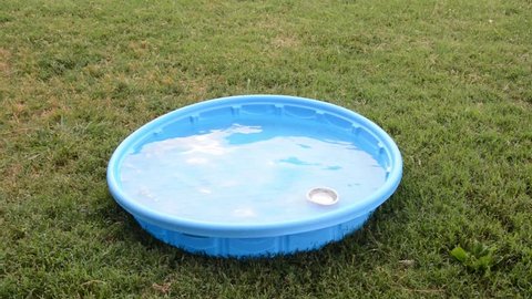 Texas Heeler puppy jumping into a kiddie pool with a silver bowl and switching it to another