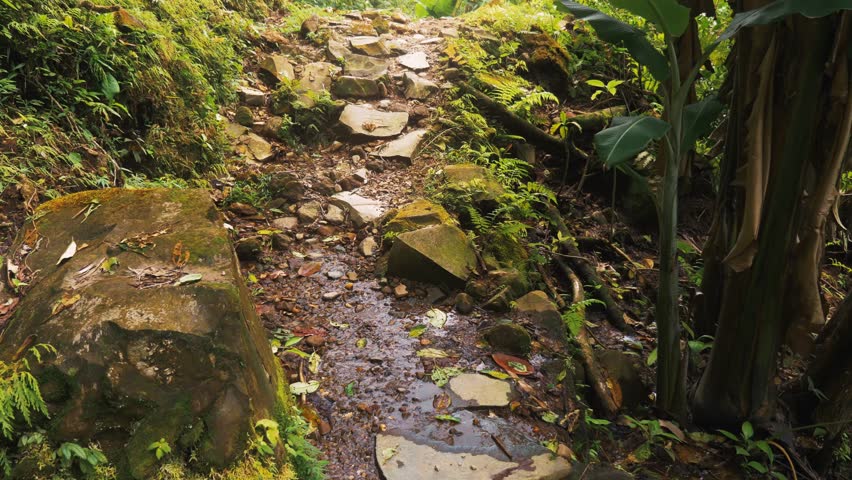 Narrow Walking Trail In The Jungle, Costa Rica, Graded Version | Graded and stabilized version. Watch also for the native (4:2:2, 10 Bit) material, straight out of the camera.