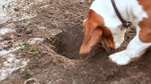 Motion of a dog digging a hole in the ground