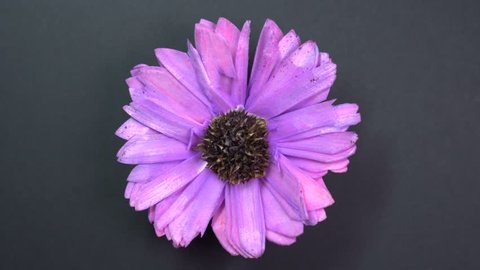 Lilac colored cosmos flower slowly spinning on a rotating black background. Top view. Macro