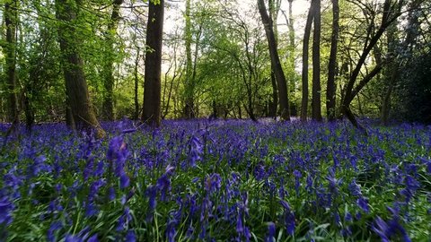 Bluebells in the Woods