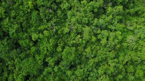 Aerial Top View Summer Green Trees Stock Footage Video (100% Royalty ...