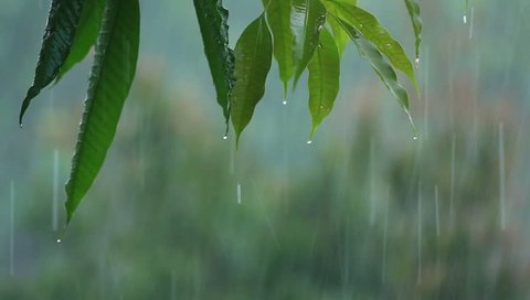 water drops cascade from green leaves during heavy rain 
