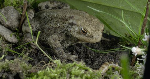 European Toad Frog Out Of The Hole, Bufo