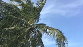 Top part of Coconut tree with beautiful sky. Coconut tree with windy.