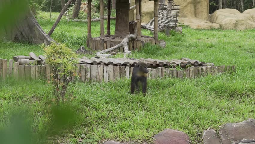 
Monkeys in the zoo. Black macaques run around in the park.