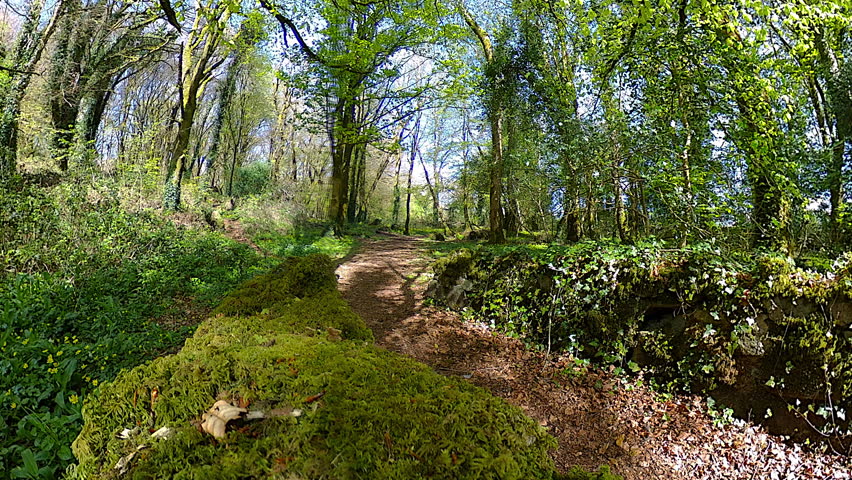 Bridge Inside Green Forest Wind Shakes Stock Footage Video (100% ...