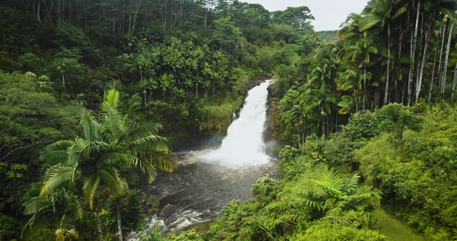 This stock video features an aerial drone shot from right featuring a waterfall. This waterfall in a Hawaiian jungle is surrounded by an assortment of palm trees ending into a pond. | Shutterstock HD Video #1010613566