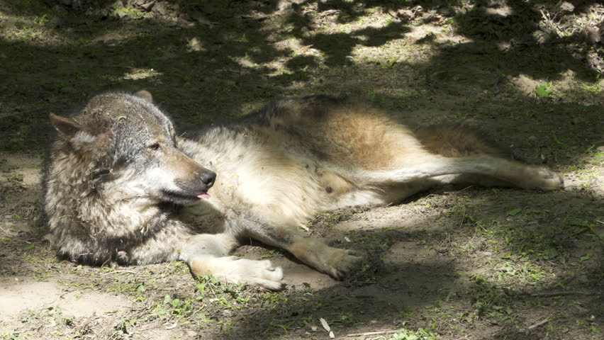 A resting youg Wolf yawn, gape  In A Forest. Eurasian Common Wolf Canis Lupus Lupus