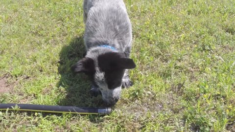 Texas Heeler puppy playing with a water hose