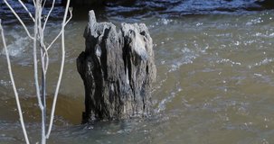 river is washed by an old rotten stump