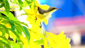 4K video resolution Selective focus close up Little yellow bird over yellow flower and green leaf background.
