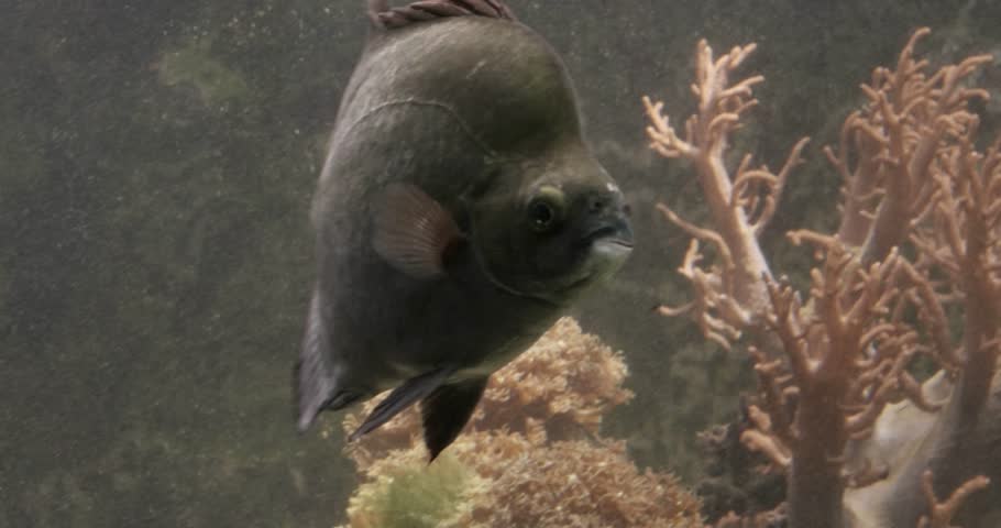 fish tank fish freaking out