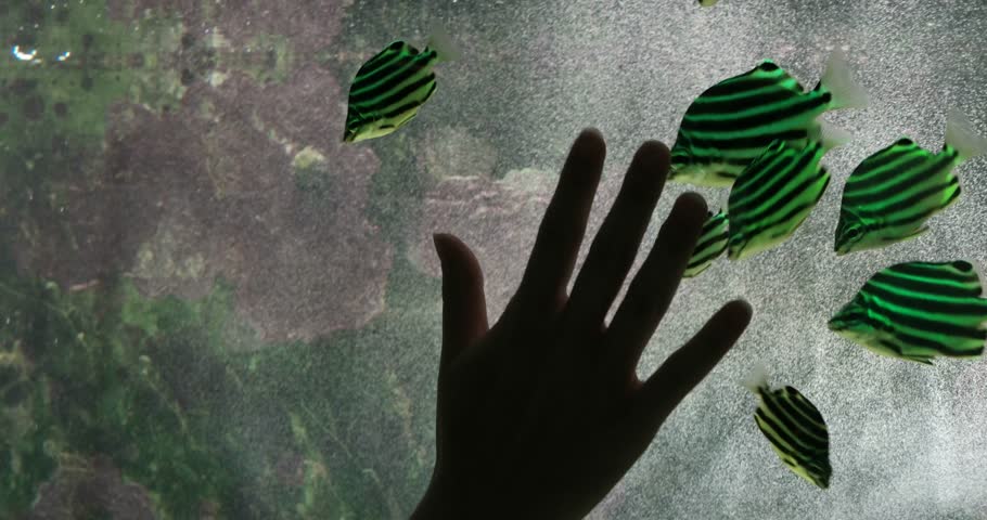 Stripey, Microcanthus strigatus fish following hand