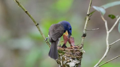 Parents of Black-naped monarch, the beautiful blue birds feeding their chicks while in the nest, the beautiful blue birds play their role as fatherhood and motherhood