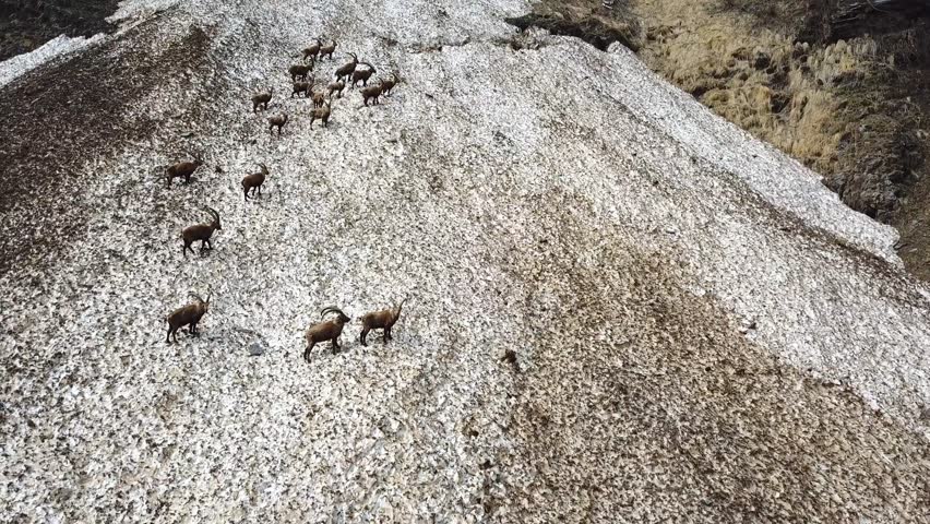 Group of alpine ibex on snowfield in spring season which camouflage itself with the dirty snow of debris. Italy, Orobie Alps