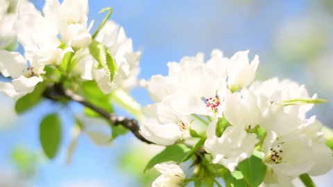 Pan across of blooming pear tree branch on blue sky background moving from defocus to focus. Beautiful spring nature scene in sunny day. Shallow dof. Slow motion hd footage. 1920x1080
