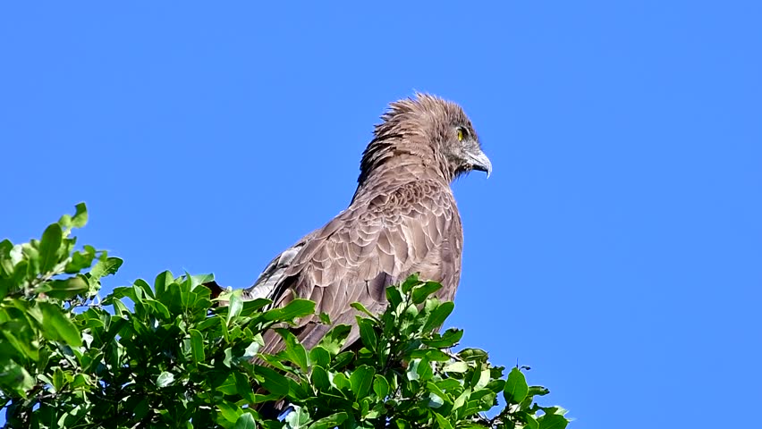 brown snake eagle in Kruger National park in South Africa,region Lower Sabie