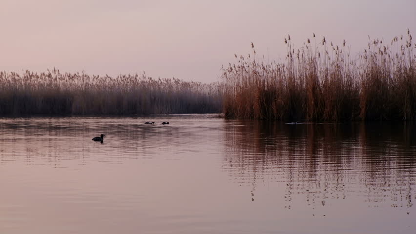 Beautiful landscape with a lake during sunrise. Birds on the pond, spring morning.
