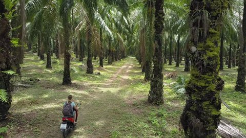 AERIAL: Unrecognizable woman rides her motorcycle deeper into the lush green palm tree forest. Female traveler looks around breathtaking palm oil plantation while riding her scooter down a small trail