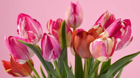 Tulips. Timelapse of bright pink striped colorful tulips flower blooming on pink background. Time lapse tulip bunch of spring flowers opening, close-up. Holiday bouquet. 4K UHD video 