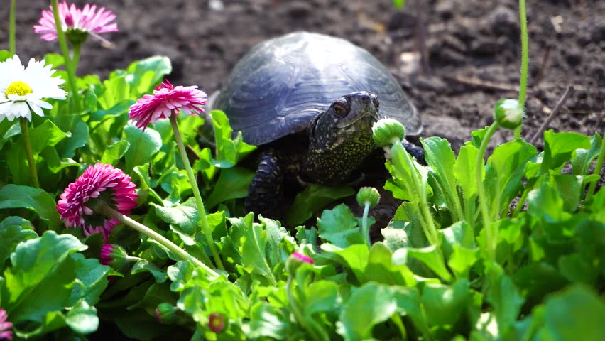 Little tortoise in the open air | Shutterstock HD Video #1010639189