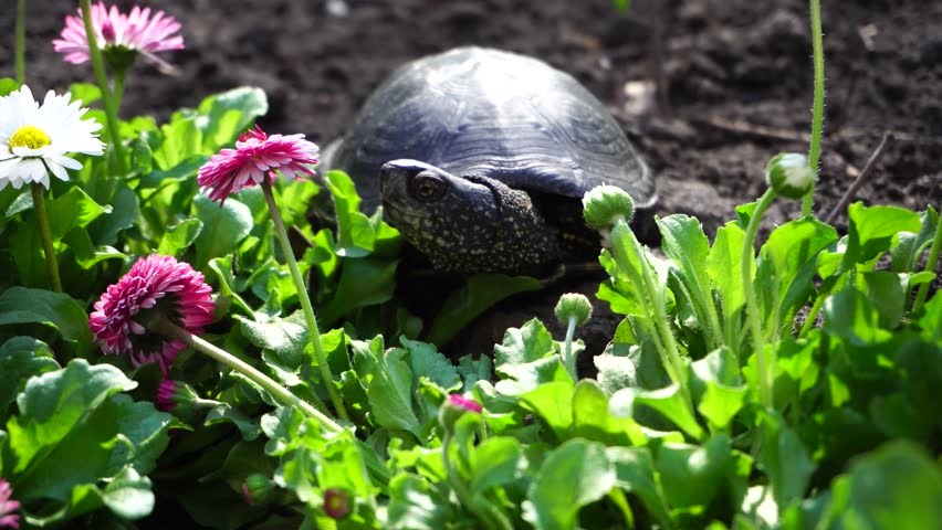 Little tortoise in the open air | Shutterstock HD Video #1010639207