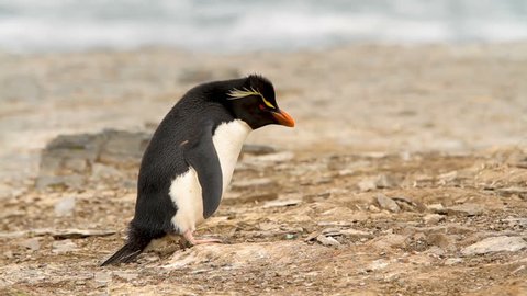 Rock Hopper Penguins shot in the Falkland Islands.