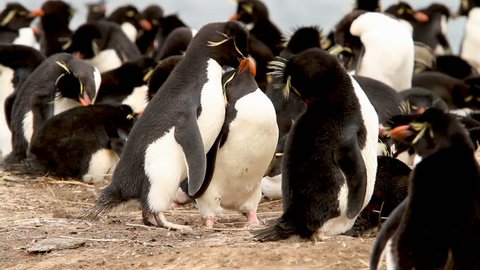 Two Rock Hopper Penguins building a nest. Shot in the Falkland Islands.