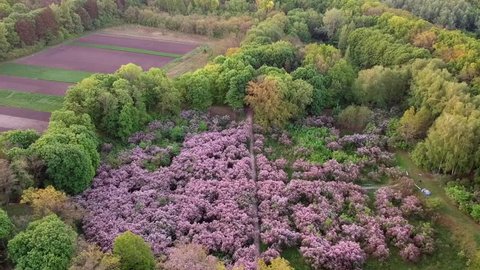 Early dawn low light aerial footage of lilac garden at spring 