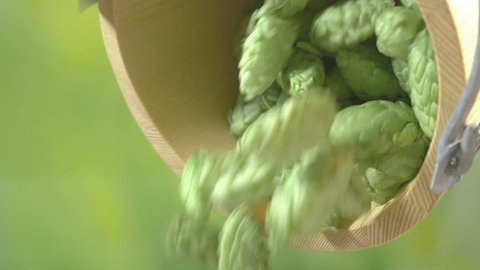 Professional video of Hops cones falling out from the wooden bucket in slow motion 180fps