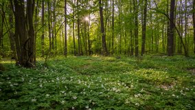 Spring forest with carpet of white anemones. 4k time-lapse landscape. 3840x2160, 25fps.