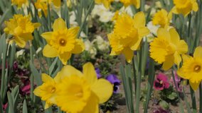 Baeutiful Narcissus pseudonarcissus flower garden waving on the wind 4K 2160p UltraHD footage - Narcissus pseudonarcissus plant field close-up 4K 3840X2160 UHD video