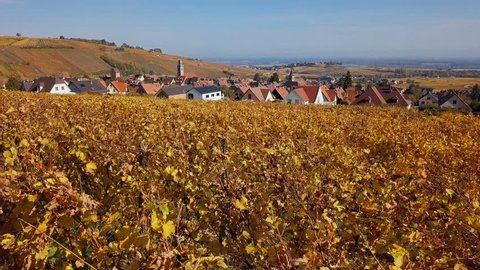 Aerial view of autumn Riquewihr vineyards, Alsace Wine Route, France.