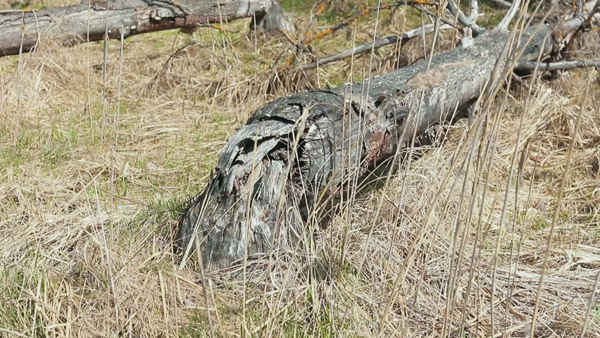 Beavers gnawed the wood for the construction of the dam. HD