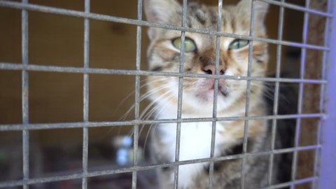 4K Single cat in cage mews asking for caress
