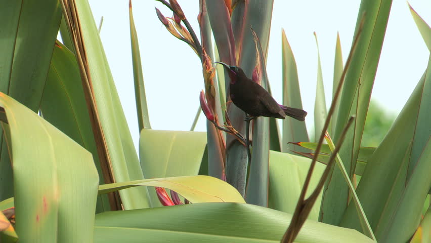 Black Sunbird eating nectar 