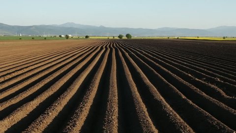 Potato field in spring after sowing - camera moves near furrows on farmland in sunset time